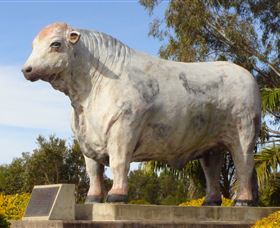Rockhampton Bull Statues - Accommodation Gladstone 1