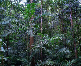 Kutini-Payamu (Iron Range) National Park (CYPAL) - Accommodation Gladstone 2