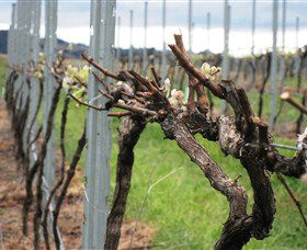 Stockmans Ridge Wines - Accommodation Gladstone 1