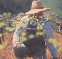 Canobolas Smith Winery - Accommodation Gladstone