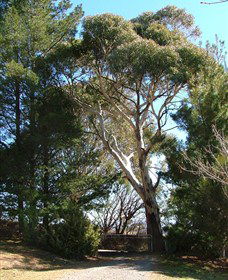 Habitat Vineyard - Accommodation Gladstone 1