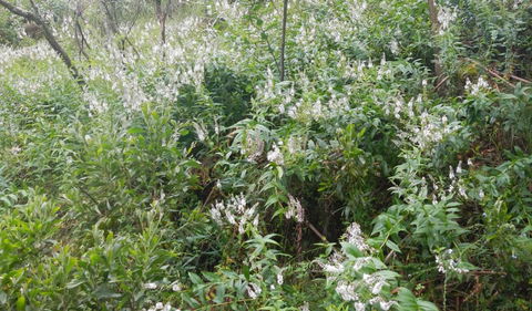 Snowgum Walking Track - Accommodation Gladstone 0