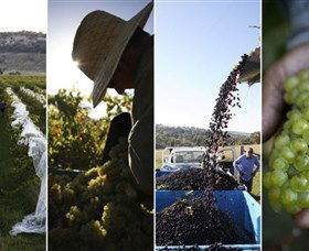 Ross Hill Wines - Accommodation Gladstone 1