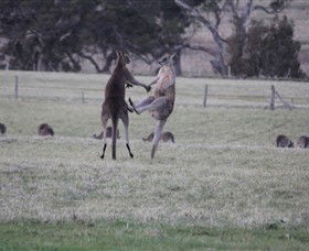 Living Legends: The International Home Of Rest For Champion Horses - Accommodation Gladstone 2