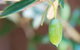 The Olive Shop - Milawa - thumb 1