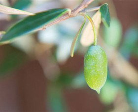 The Olive Shop - Milawa - Accommodation Gladstone 1