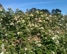 Huntley Berry Farm - Accommodation Gladstone 0