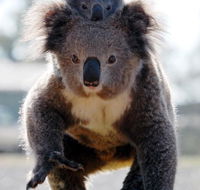 Koalas in Gunnedah - Accommodation Gladstone
