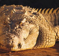 Koorana Crocodile Farm - Accommodation Gladstone