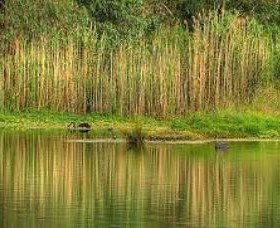 Wonga Wetlands - Accommodation Gladstone 2