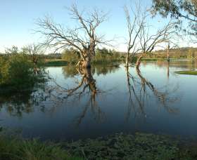 Wonga Wetlands - Accommodation Gladstone 4