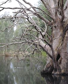 Wonga Wetlands - Accommodation Gladstone 3