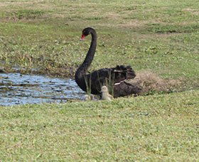 Wonga Wetlands - Accommodation Gladstone 6