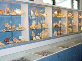 Shell World Yeppoon - Accommodation Gladstone 1