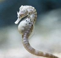 SEA LIFE Melbourne Aquarium - Accommodation Gladstone