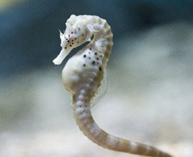 SEA LIFE Melbourne Aquarium - Accommodation Gladstone 0