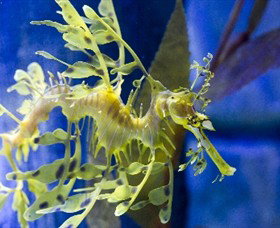 SEA LIFE Melbourne Aquarium - Accommodation Gladstone 1