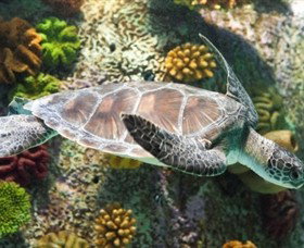 SEA LIFE Melbourne Aquarium - Accommodation Gladstone 5