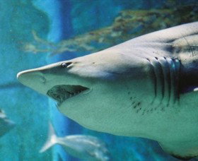 SEA LIFE Melbourne Aquarium - Accommodation Gladstone 8
