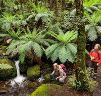 Baw Baw National Park - Accommodation Gladstone
