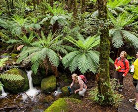 Baw Baw National Park - Accommodation Gladstone 0