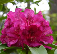 Campbell Rhododendron Gardens - Accommodation Gladstone