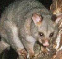 Moondarra State Park - Accommodation Gladstone