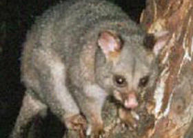 Moondarra State Park - Accommodation Gladstone 0