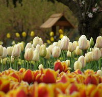 Tulip Top Gardens - Accommodation Gladstone