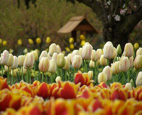 Tulip Top Gardens - Accommodation Gladstone 0