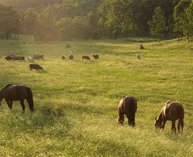 Chapman Valley Horse Riding - Accommodation Gladstone 4