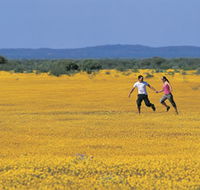 Wildflowers of the Mid West - Accommodation Gladstone
