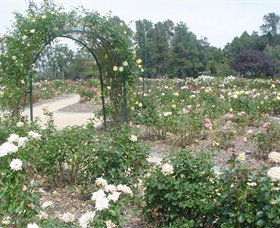 Victoria Park Rose Garden - Accommodation Gladstone 0