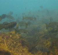 Bunurong Marine and Coastal Park - Accommodation Gladstone
