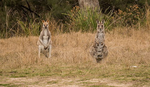 Mann River Nature Reserve - Accommodation Gladstone 1