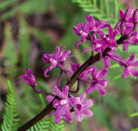 Cassinia walking track - Accommodation Gladstone