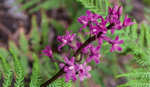 Cassinia Walking Track - Accommodation Gladstone 0