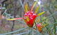 Glenbrook Native Plant Reserve And Nursery - thumb 0