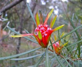 Glenbrook Native Plant Reserve And Nursery - Accommodation Gladstone 0