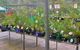 Glenbrook Native Plant Reserve And Nursery - thumb 3