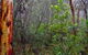 Glenbrook Native Plant Reserve And Nursery - thumb 2