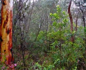 Glenbrook Native Plant Reserve And Nursery - Accommodation Gladstone 2