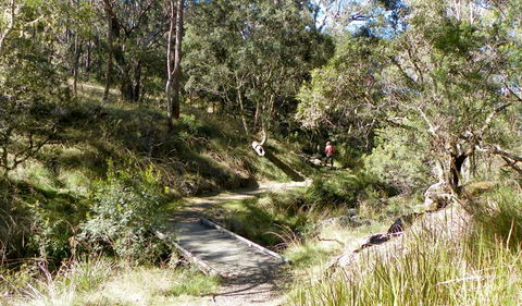 Wollomombi Walking Track - Accommodation Gladstone 0