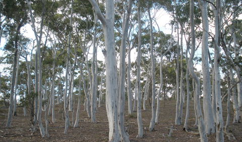 Green Track - Accommodation Gladstone 1