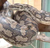 Armadale Reptile Centre - Accommodation Gladstone