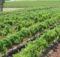 Pokolbin Brothers Wines Hunter Valley - Accommodation Gladstone