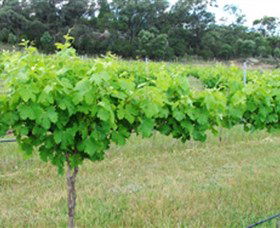 Tamburlaine Organic Wines - Accommodation Gladstone 1