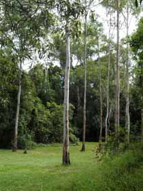 Pioneer Country Park - Accommodation Gladstone 1
