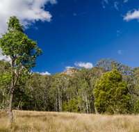 Brush Turkey track - Accommodation Gladstone