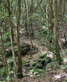 State Forests Of The Watagan Mountains - Accommodation Gladstone 2